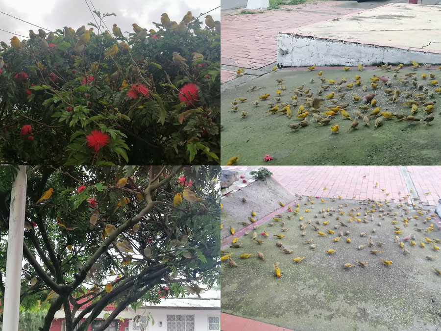 Los canarios amarillos de la tienda de la calle octava